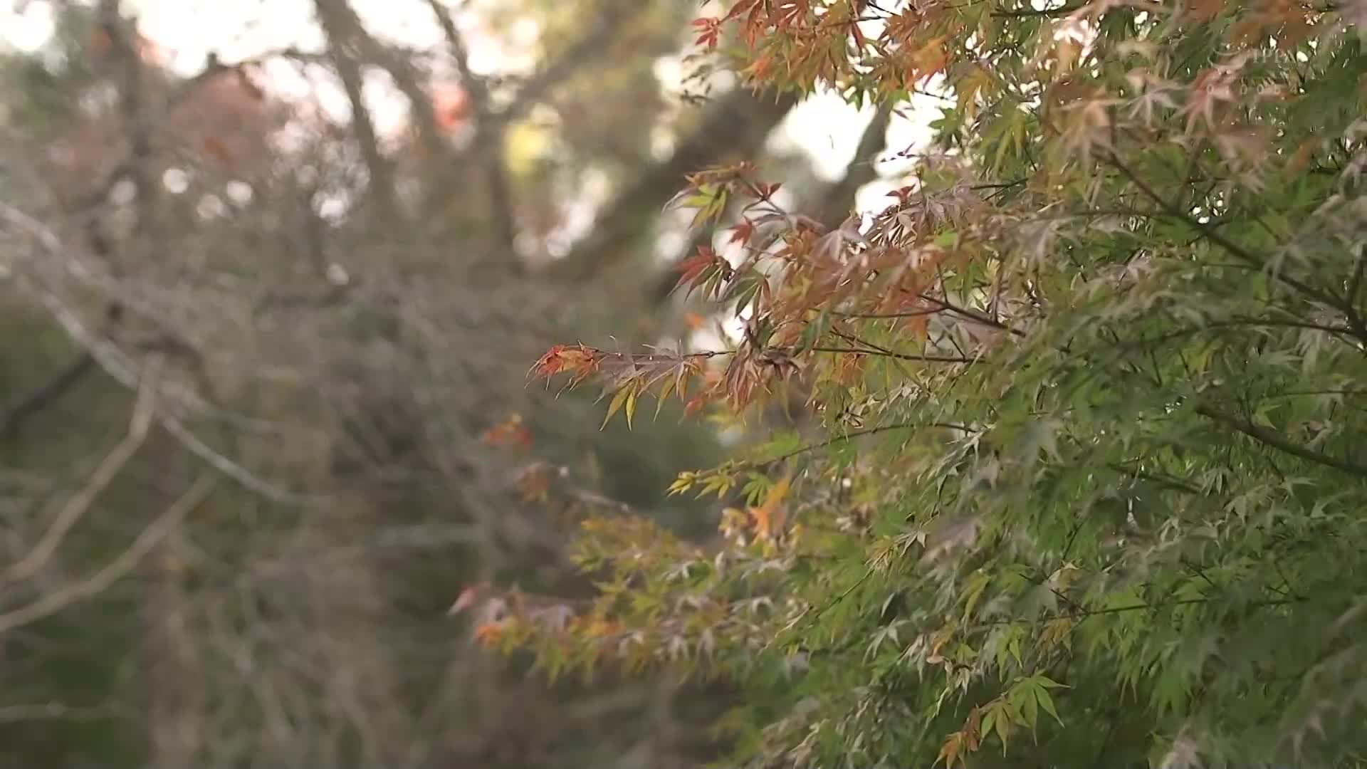 原作：只野目指 夏季歸鄉幫忙 全身濕透汗流不止的人妻淫態！！ 續篇「秋・歸鄉幫忙」也意外地特別真人化！！ 朝日莉緒 - AV大平台 - 中文字幕，成人影片，AV，國產，線上看