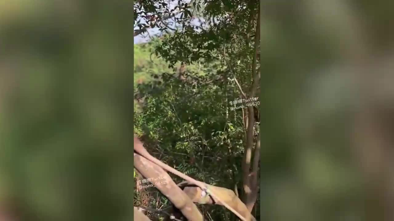 FansOne李娜娜户外爬山被男子强迫做羞耻的事情爆乳妹穿着瑜伽裤爬山被强制猥亵得逞 - AV大平台-中文字幕,成人影片,AV,国产,线上看