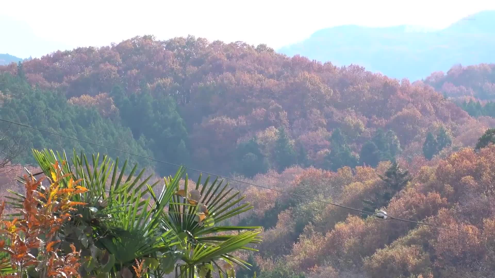 被放置在真正大學狂熱者旁的本庄鈴 - AV大平台 - 中文字幕，成人影片，AV，國產，線上看